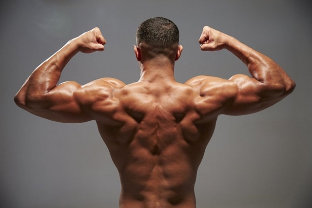 Мышцы спины. Увеличивать ли силу?