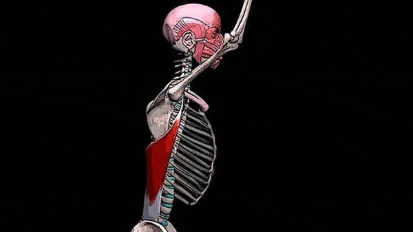 Широчайшие мышцы спины: как снять напряжение в лопаточной области