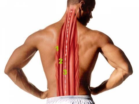 Растяжка спины: польза для здоровья