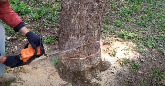 Как спилить толстое дерево бензопилой